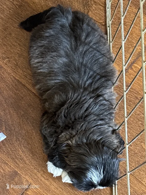 Male AKC parents Imperial – Shih Tzu puppy for sale in Macomb Township, MI
