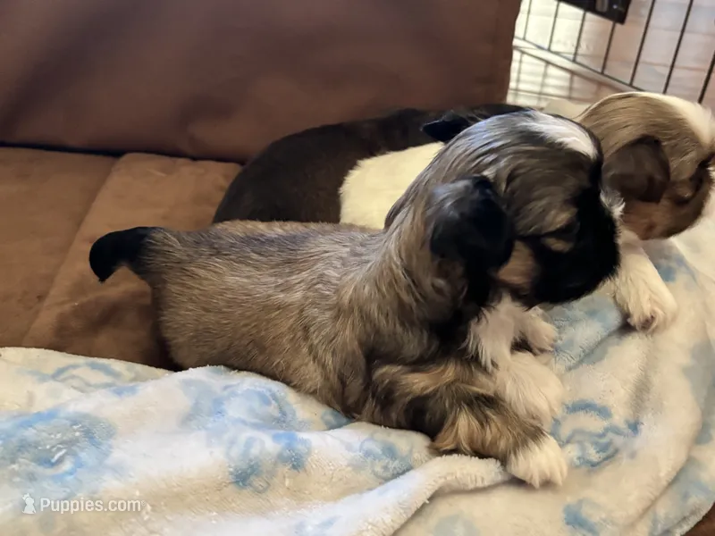 Male Imperial – Shih Tzu puppy for sale in Macomb Township, MI
