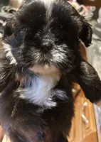 Imperial male, a male Shih Tzu for sale in Macomb Township, MI – 2 of 7