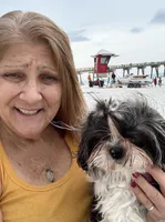 Female AKC, a female Shih Tzu for sale in Macomb, MI – 2 of 10
