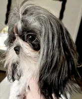 Female AKC, a female Shih Tzu for sale in Macomb, MI – 3 of 10