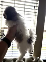 Tiny Angel AKC parents, a female Shih Tzu for sale in Macomb Township, MI – 5 of 10