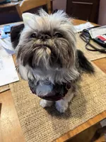 Tiny male Shih Tzu, a male Shih Tzu for sale in Fowlerville, MI – Photo 1 of 2