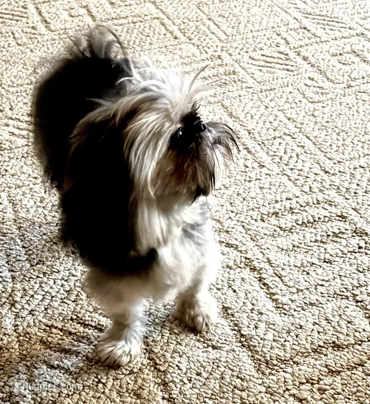 Tiny male Shih Tzu AKC – Shih Tzu puppy for sale in Fowlerville, MI