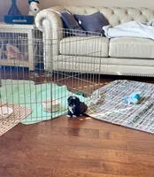Imperial male, a male Shih Tzu for sale in Macomb Township, MI – 7 of 7