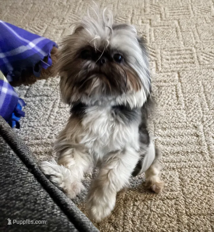Buster tiny dolby 4.5 lb  – Shih Tzu puppy for sale in Fowlerville, MI