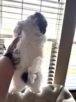 Tiny Angel AKC parents, a female Shih Tzu for sale in Macomb Township, MI – 6 of 10