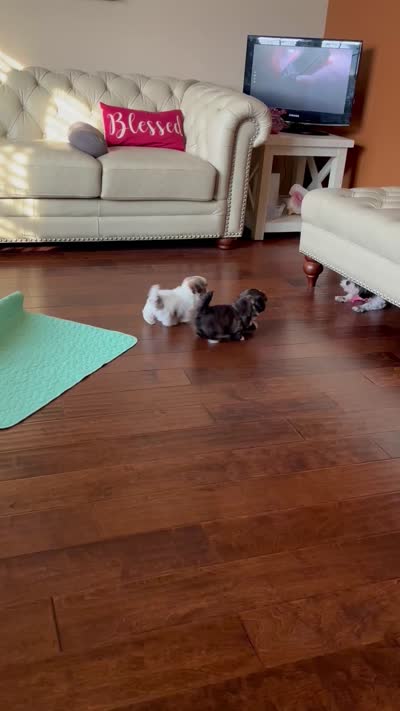 Male AKC parents Imperial, a male Shih Tzu for sale in Macomb Township, MI – 4 of 9