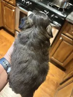 Imperial male, a male Shih Tzu for sale in Macomb Township, MI – 4 of 7