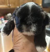 Imperial male, a male Shih Tzu for sale in Macomb Township, MI – 3 of 7