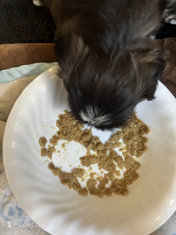 Imperial male – Shih Tzu puppy for sale in Macomb Township, MI