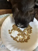 Imperial male, a male Shih Tzu for sale in Macomb Township, MI – 1 of 7