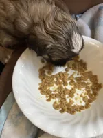 Male Imperial, a male Shih Tzu for sale in Macomb Township, MI – 4 of 4