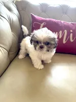 Tiny Angel AKC parents, a female Shih Tzu for sale in Macomb Township, MI – 8 of 10