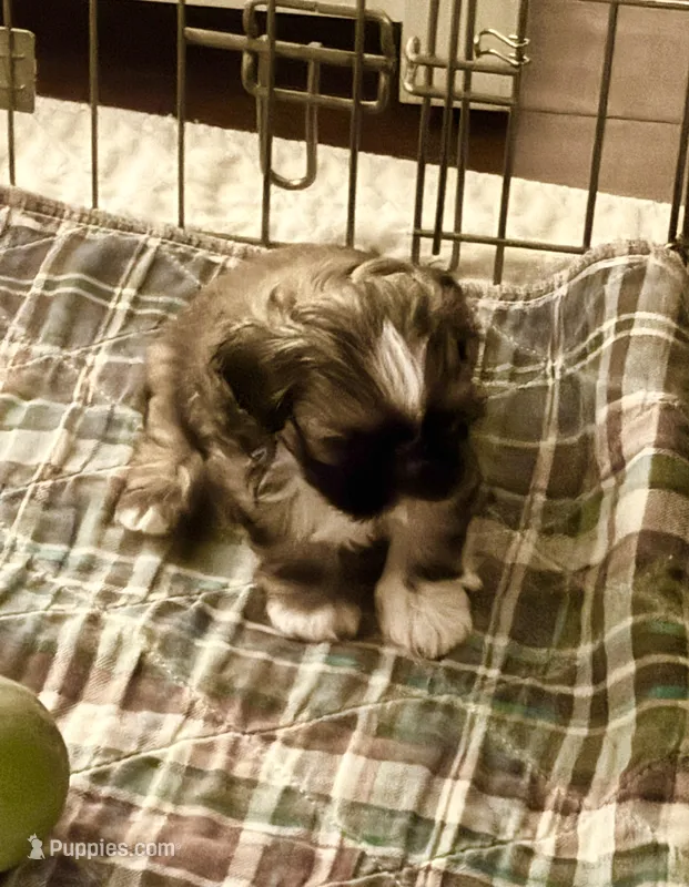 Scooter – Shih Tzu puppy for sale in Macomb Township, MI