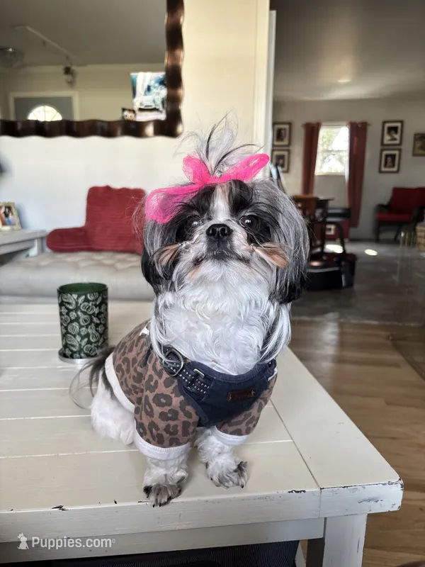 Female AKC – Shih Tzu puppy for sale in Macomb, MI