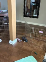 Male AKC parents Imperial, a male Shih Tzu for sale in Macomb Township, MI – 3 of 9