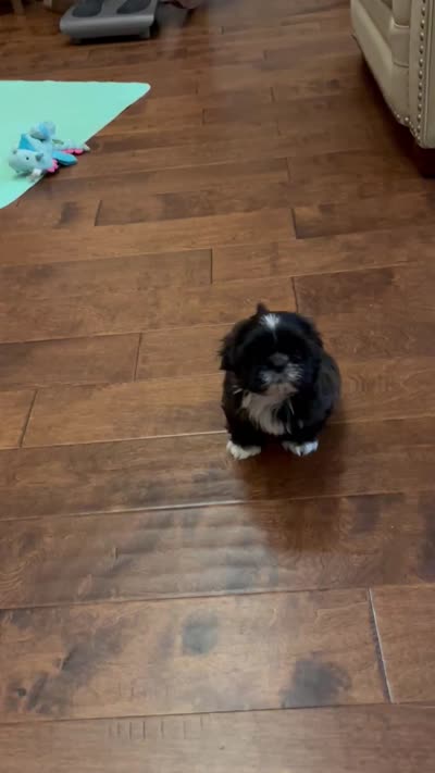 Male AKC parents Imperial, a male Shih Tzu for sale in Macomb Township, MI – 9 of 9