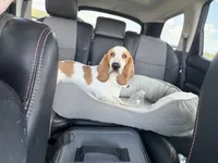 Doug, a male Basset Hound for sale in Denver, CO – 6 of 8