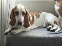 Doug, a male Basset Hound for sale in Denver, CO – 2 of 8