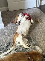 Doug, a male Basset Hound for sale in Denver, CO – 4 of 8