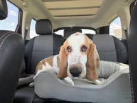 Doug, a male Basset Hound for sale in Denver, CO – 7 of 8