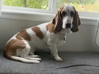 Doug, a male Basset Hound for sale in Denver, CO – 3 of 8