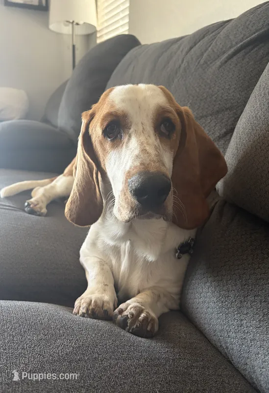 Doug – Basset Hound puppy for sale in Denver, CO