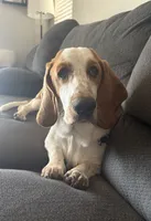 Doug, a male Basset Hound for sale in Denver, CO – 1 of 8