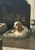 Doug, a male Basset Hound for sale in Denver, CO – 5 of 8