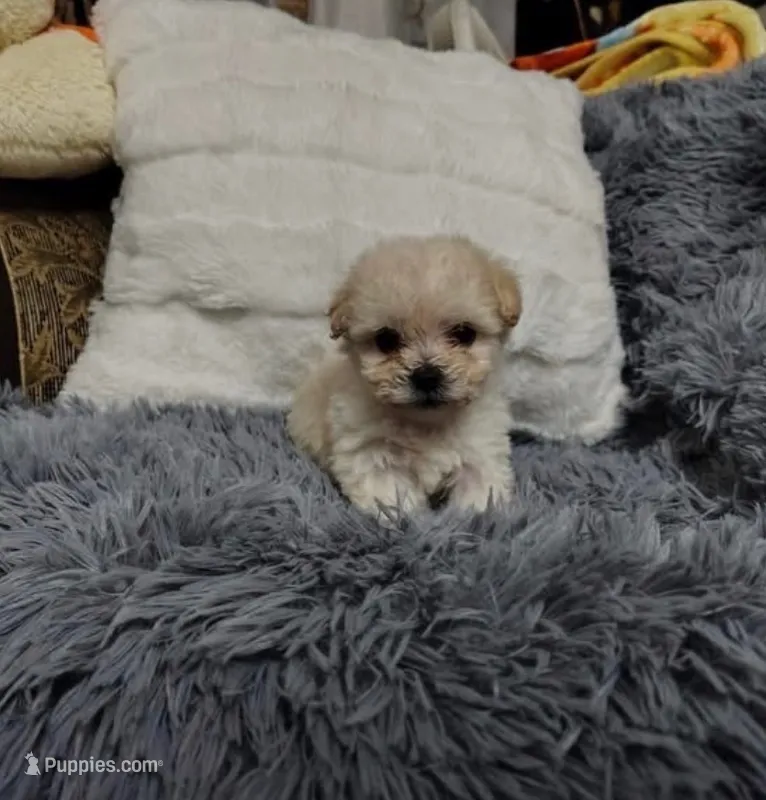 Rosa – Maltipoo puppy for sale in Costa Mesa, CA