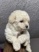 Pita, a male Maltipoo and Poodle - Toy  for sale in Costa Mesa, CA – 2 of 2