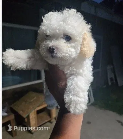 Hope – Maltipoo, Poodle - Toy  puppy for sale in Costa Mesa, CA