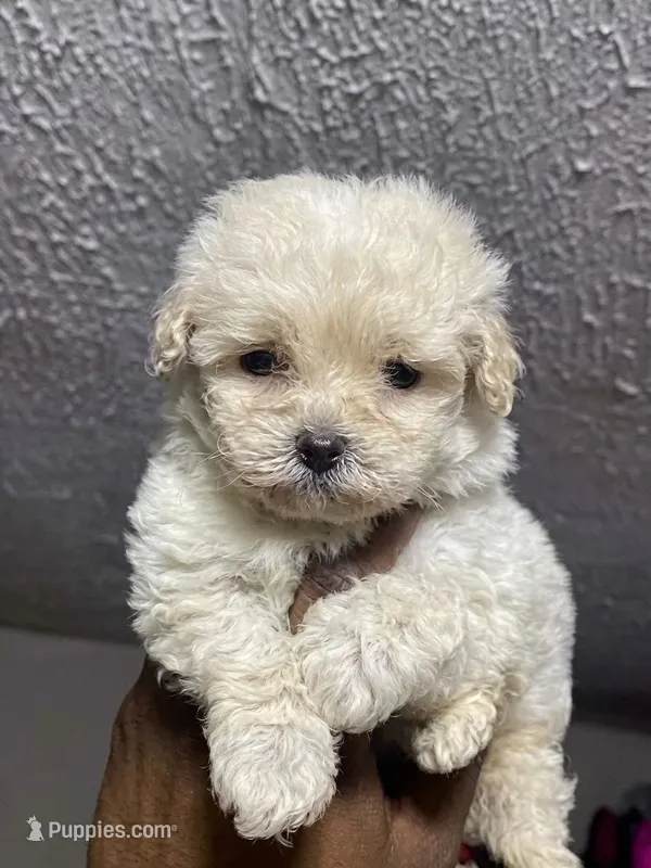 Pita – Maltipoo, Poodle - Toy  puppy for sale in Costa Mesa, CA