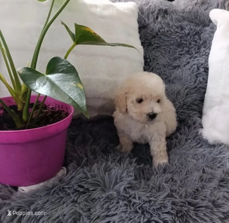 Nimo – Maltipoo puppy for sale in Costa Mesa, CA