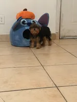 Abril, a female Yorkshire Terrier for sale in West Hills, CA – 4 of 4