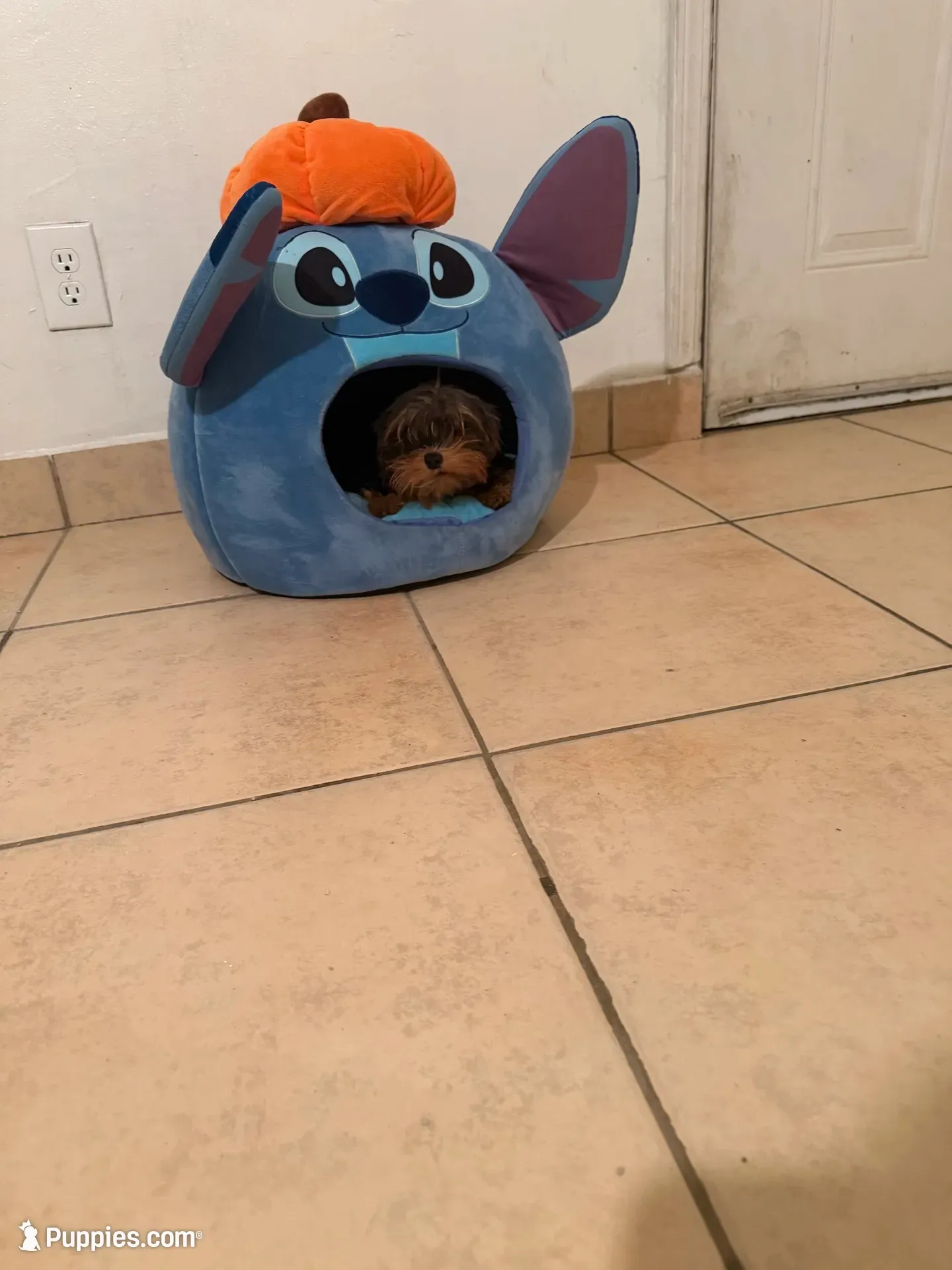 Abril, a female Yorkshire Terrier for sale in West Hills, CA – 3 of 4