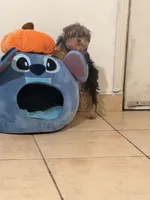 Abril, a female Yorkshire Terrier for sale in West Hills, CA – 2 of 4