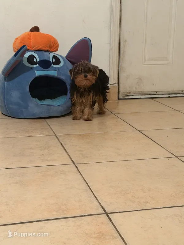 Abril – Yorkshire Terrier puppy for sale in West Hills, CA