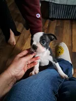 Male, a male Boston Terrier for sale in Fort Gratiot, MI – Photo 4 of 5