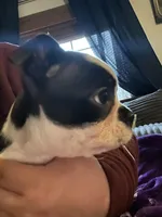 Male, a male Boston Terrier for sale in Fort Gratiot, MI – Photo 3 of 5