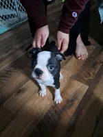 Male, a male Boston Terrier for sale in Fort Gratiot, MI – Photo 5 of 5