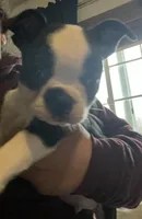 Male, a male Boston Terrier for sale in Fort Gratiot, MI – Photo 2 of 5