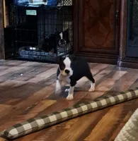 Male, a male Boston Terrier for sale in Fort Gratiot, MI – Photo 1 of 5