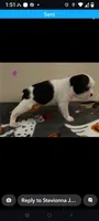 Female #1, a female Boston Terrier for sale in Clifford, MI – 2 of 3