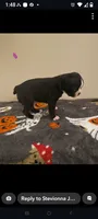 Female #3, a female Boston Terrier for sale in Clifford, MI – 3 of 3