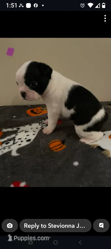 Female #1 – Boston Terrier puppy for sale in Clifford, MI