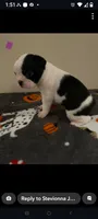 Female #1, a female Boston Terrier for sale in Clifford, MI – 1 of 3