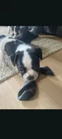Male Puppy #1, a male Boston Terrier for sale in Clifford, MI – 3 of 3