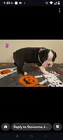 Female #2, a female Boston Terrier for sale in Clifford, MI – 3 of 3